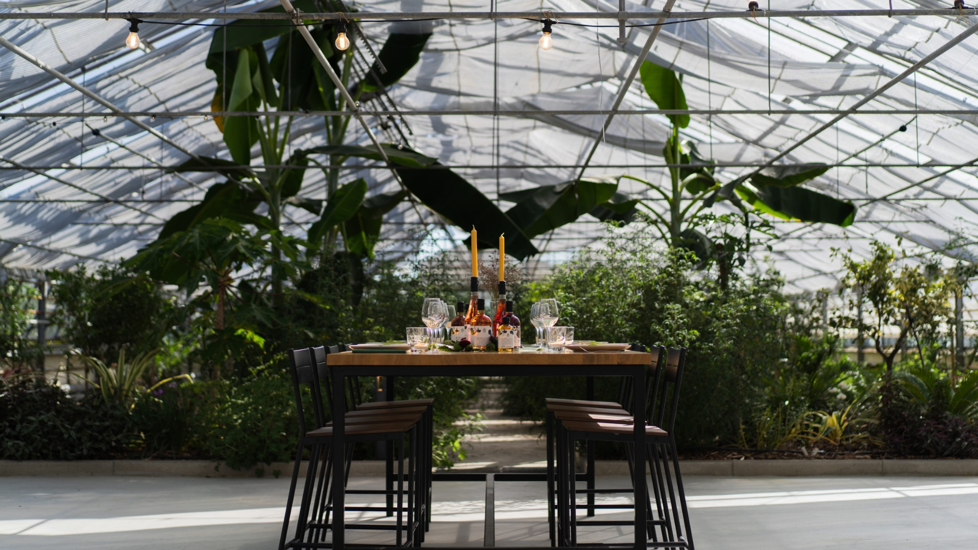 Les serres d'agrumes de Niels Rodin: un endroit unique et insolite pour un repas d'exception.
