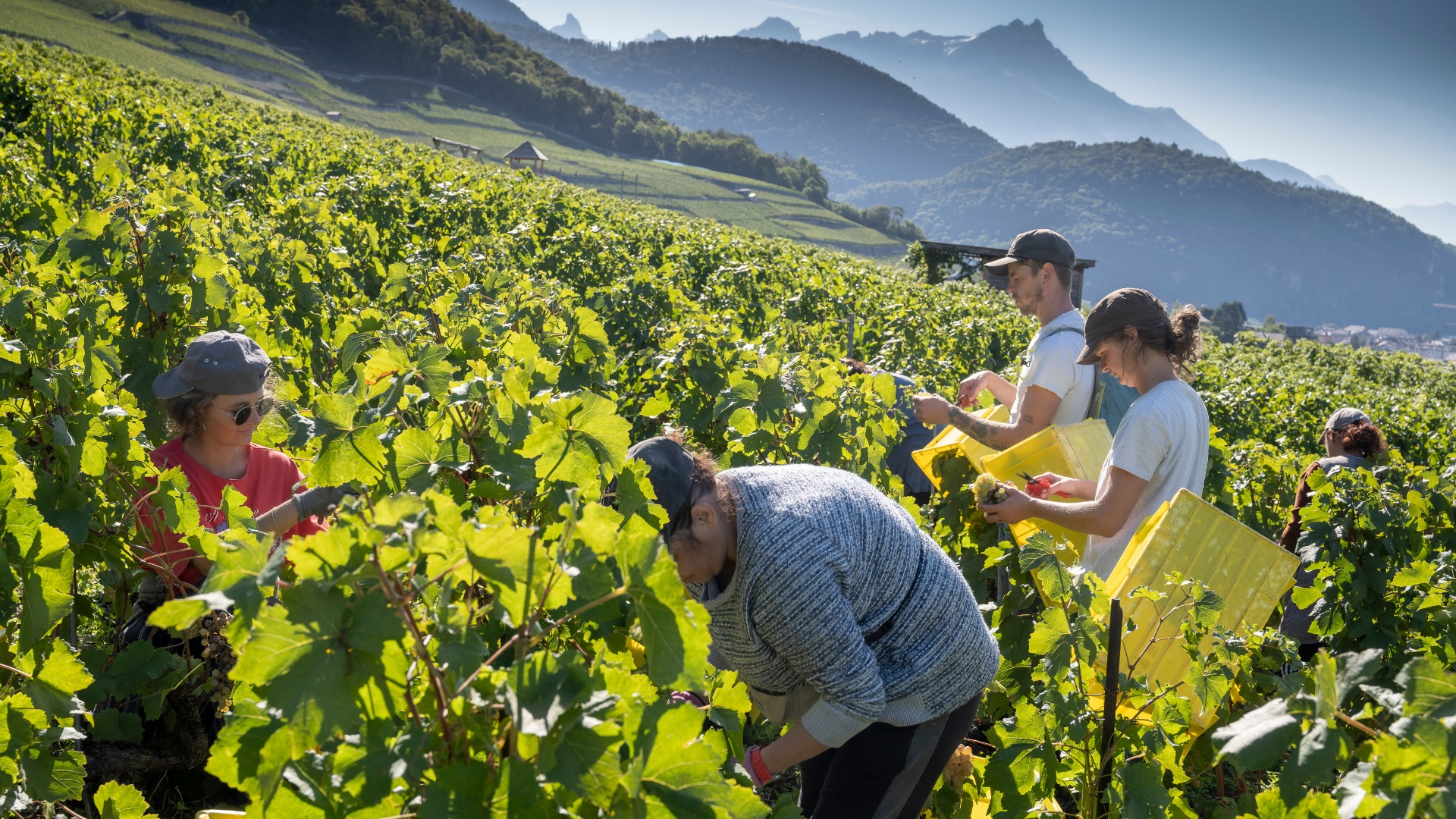 La réserve climatique permettra de repousser la commercialisation d'une partie de la récolte, lors des vendanges abondantes, comme celle-ci, en 2022, à Yvorne (photo Siffert/weinweltfoto.ch) La réserve climatique permettra de repousser la commercialisation d'une partie de la récolte, lors des vendanges abondantes, comme celle-ci, en 2022, à Yvorne (photo Siffert/weinweltfoto.ch)