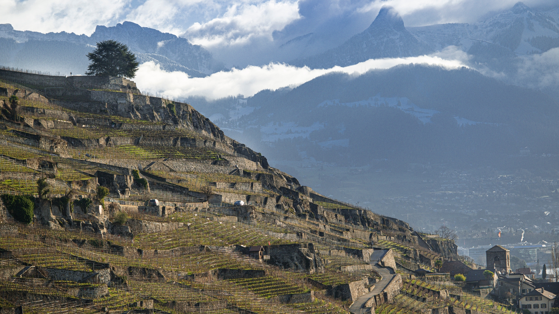 La Communauté de la Vigne et des Vins de Lavaux est membre du CERVIM (photo Siffert/weinweltfoto.ch)