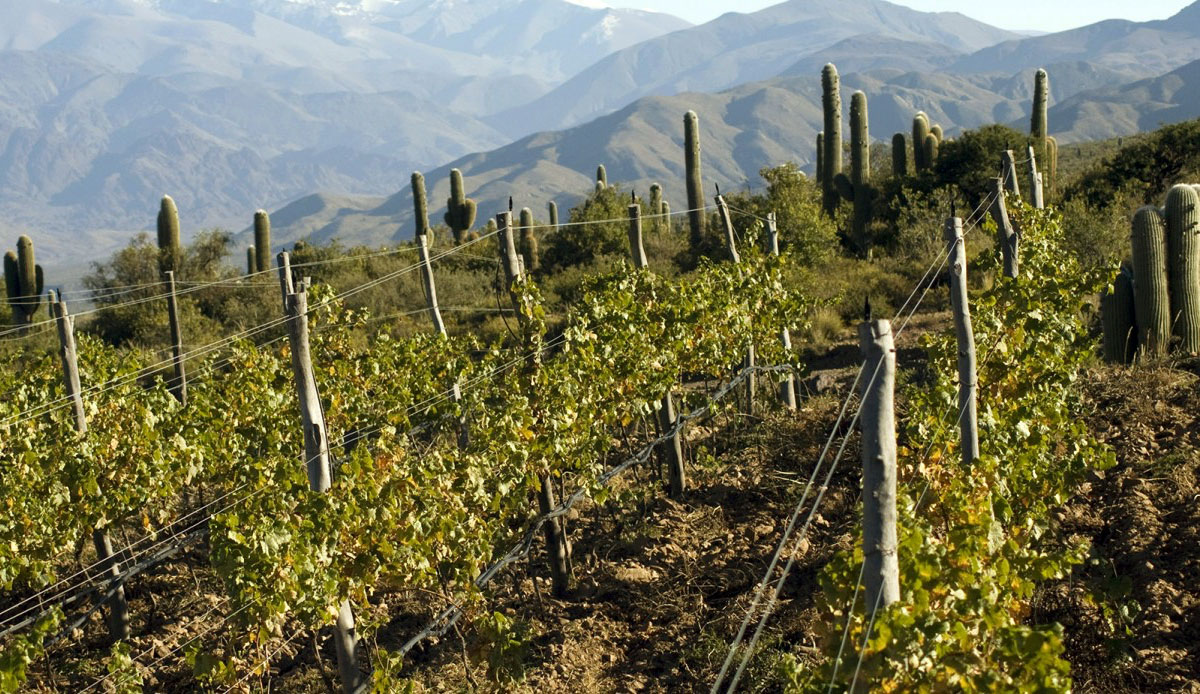 Bodega Colomé