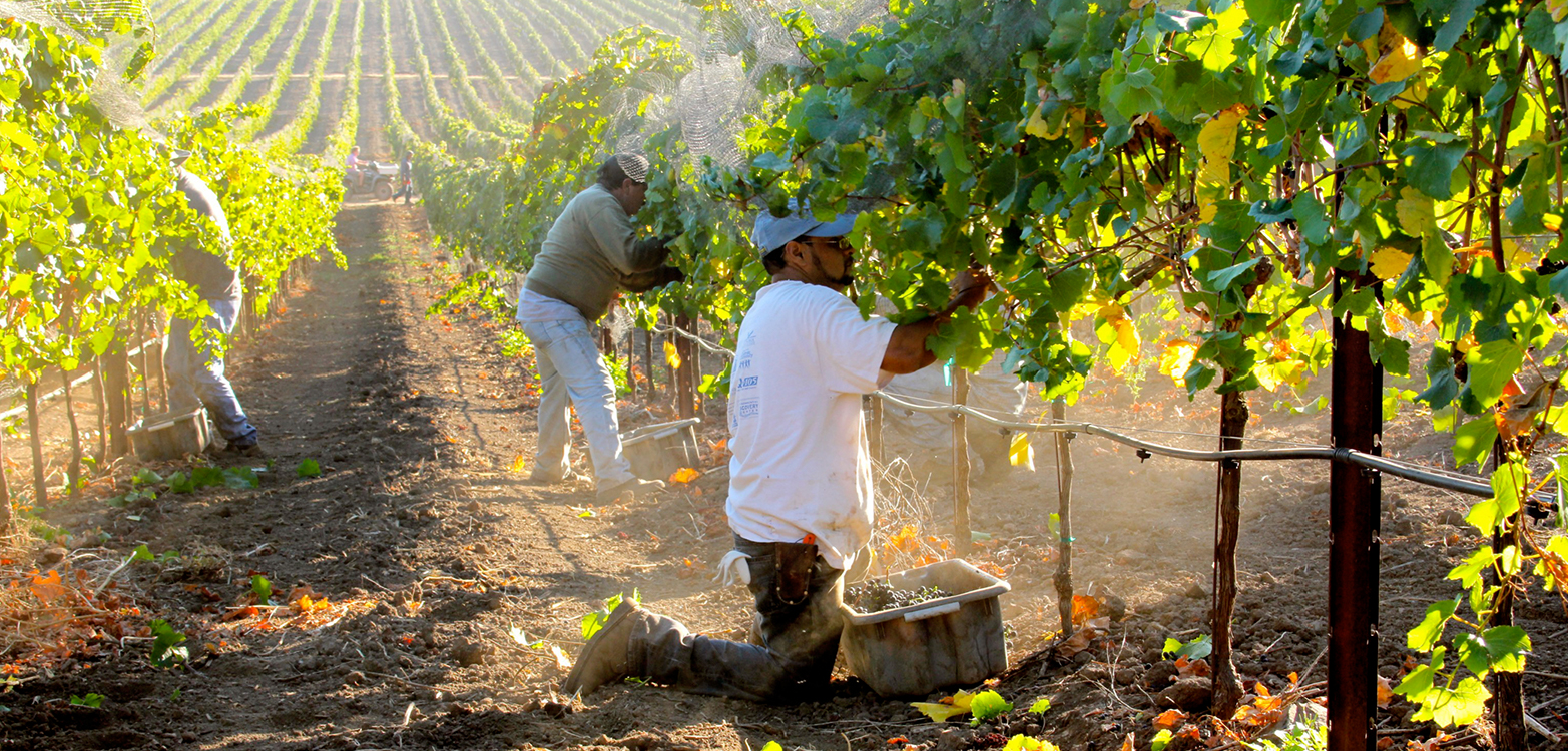 Chinas Strafzölle auf Wein