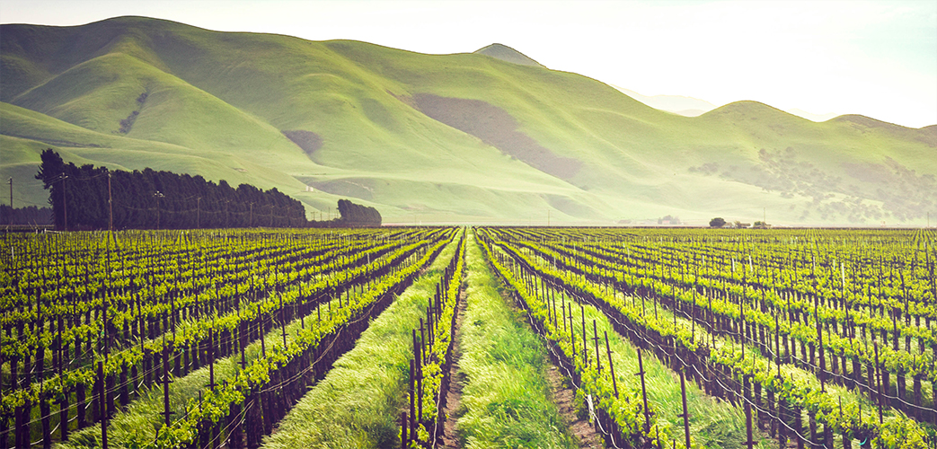 Weinnationen im Vergleich