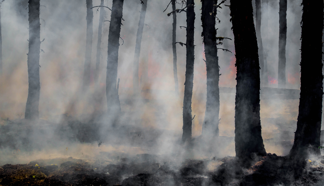 Buschfeuer in Australien