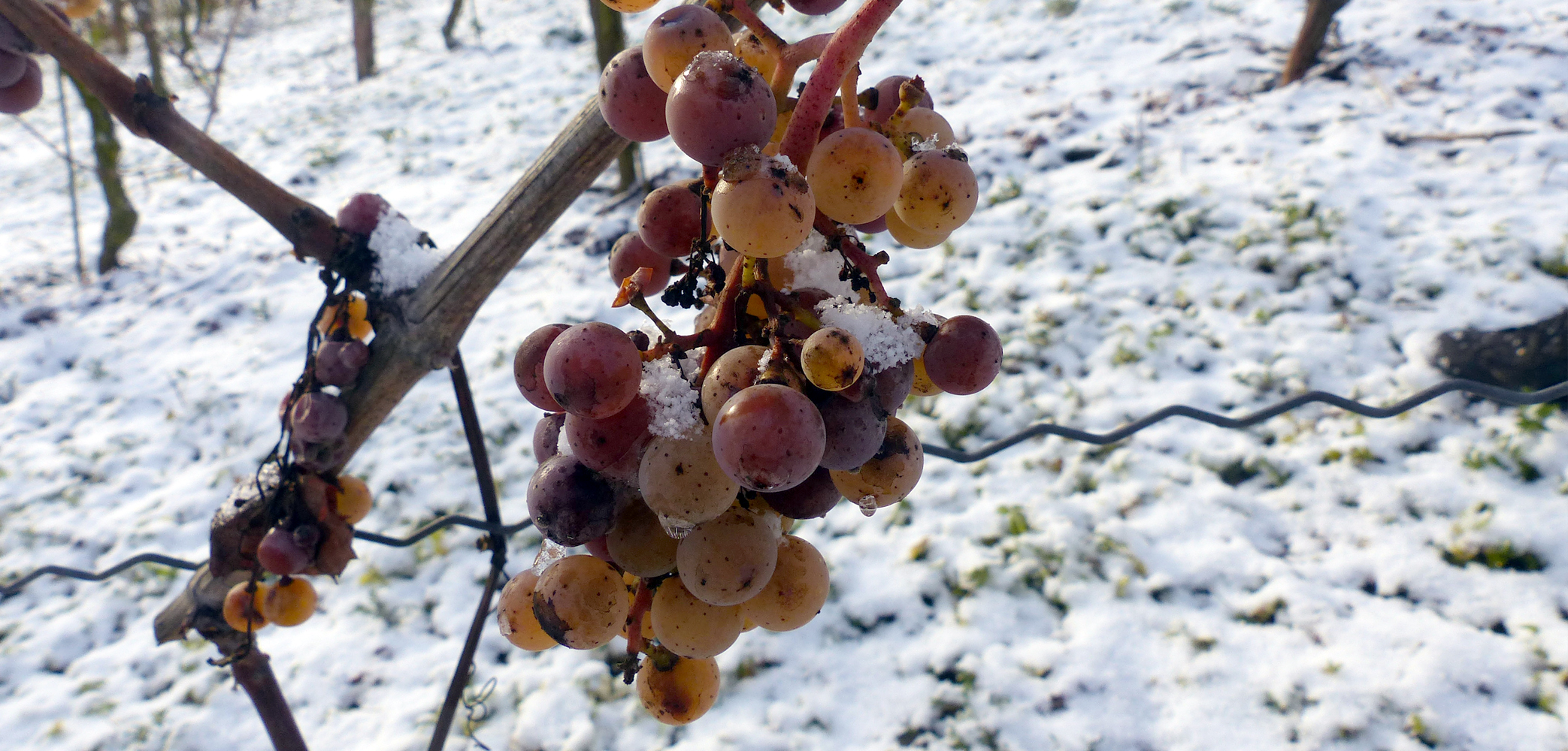 Deutscher Eiswein