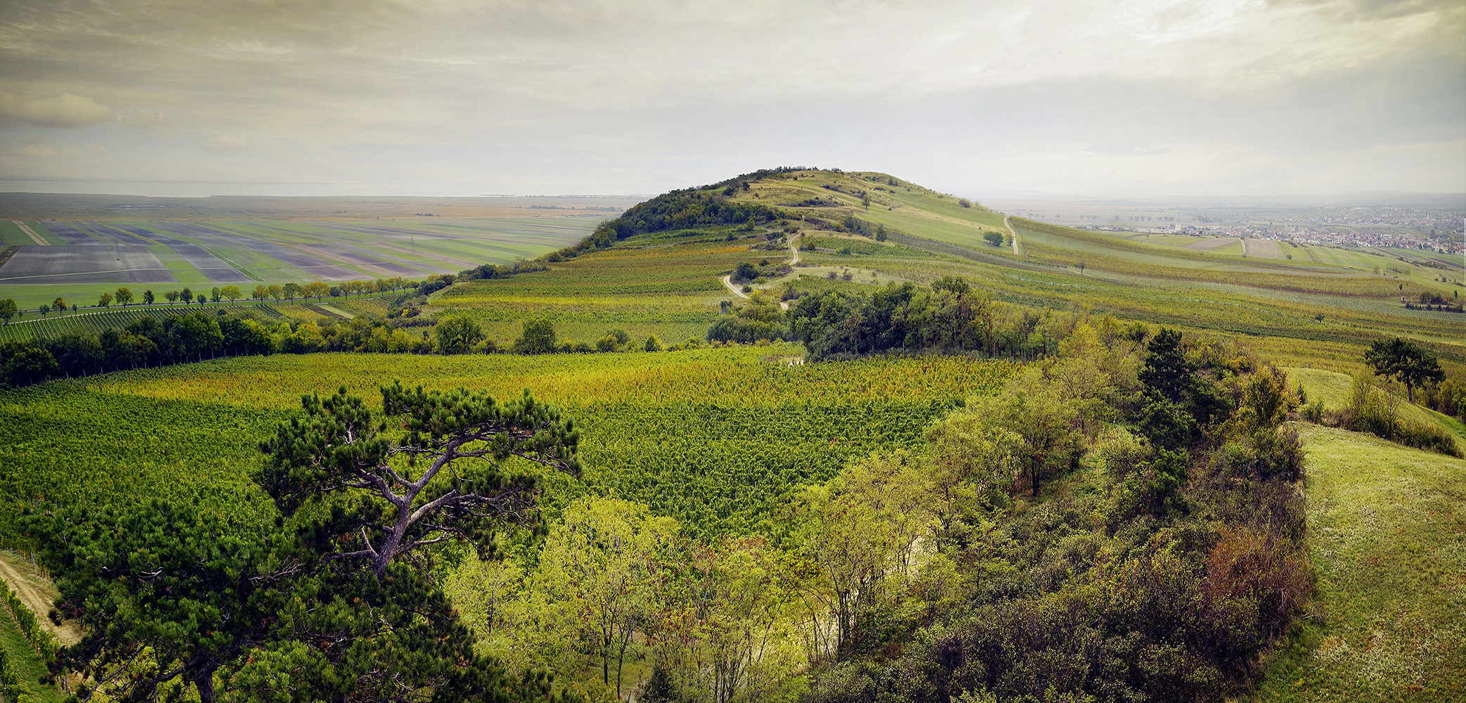 Die Weinregionen | Burgenland | 2020 Dossier VINUM | Österreich