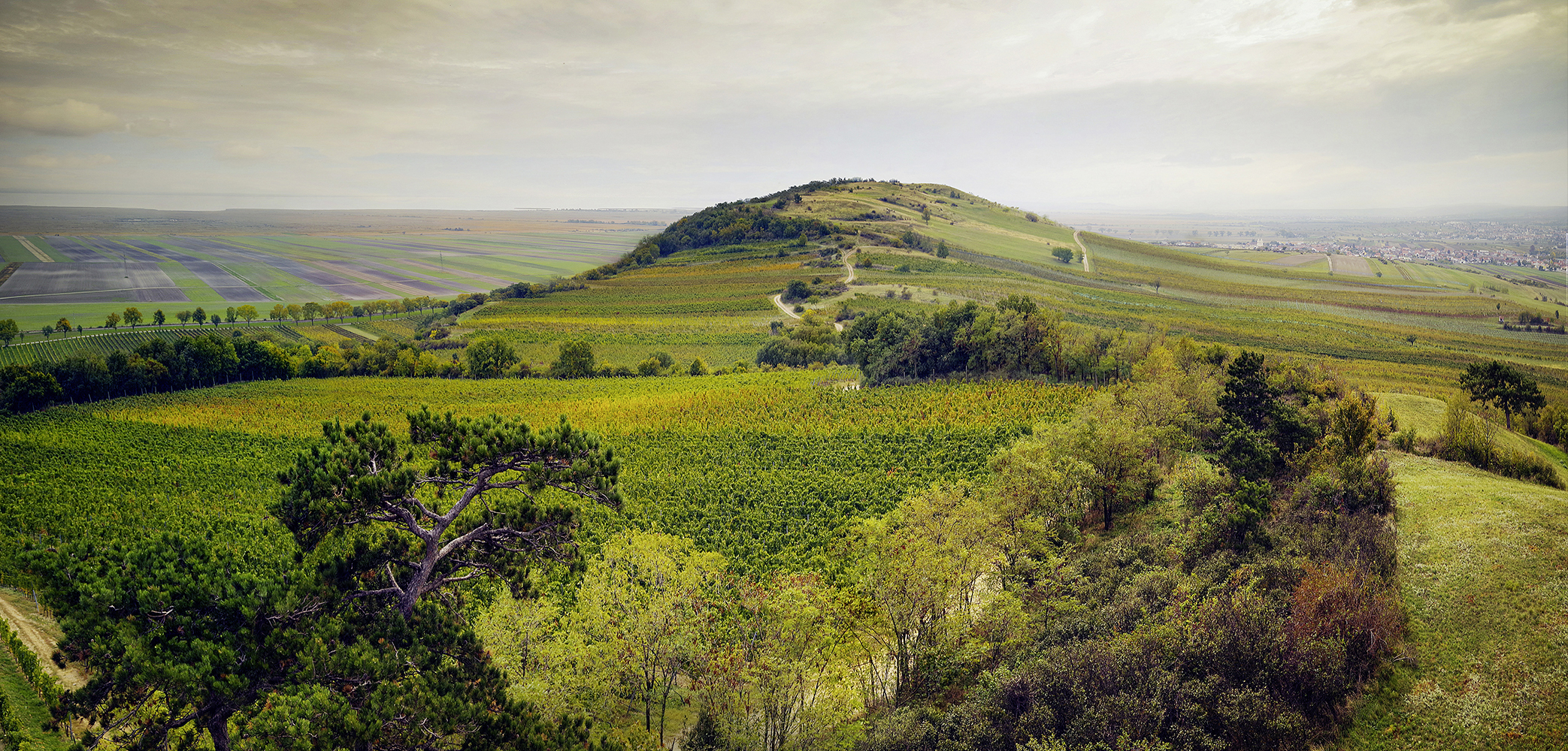 Dossier 2020 Österreich | | | Die Burgenland Weinregionen VINUM