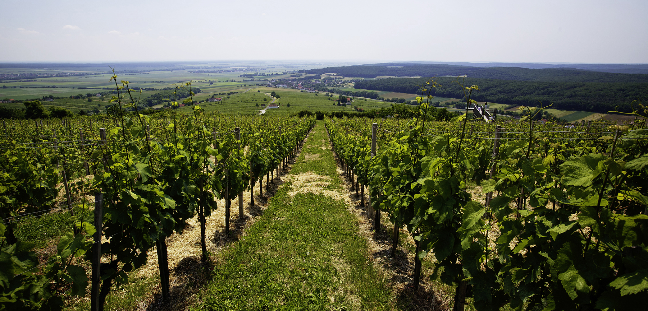Die Weinregionen | Dossier VINUM 2020 Burgenland Österreich | 